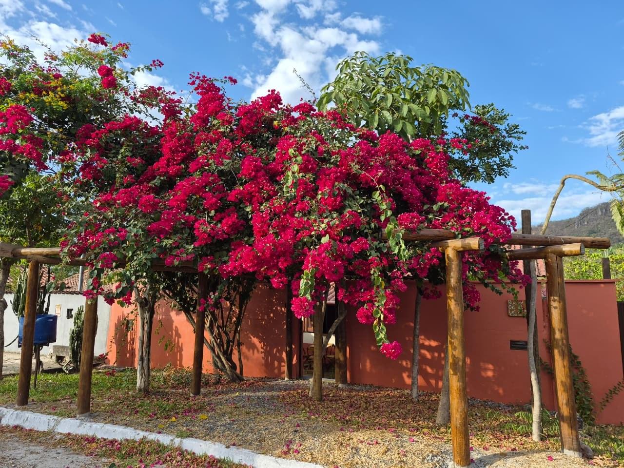 Entrada da Casa da Artista, sob um pergolado coberto de trepadeira florida